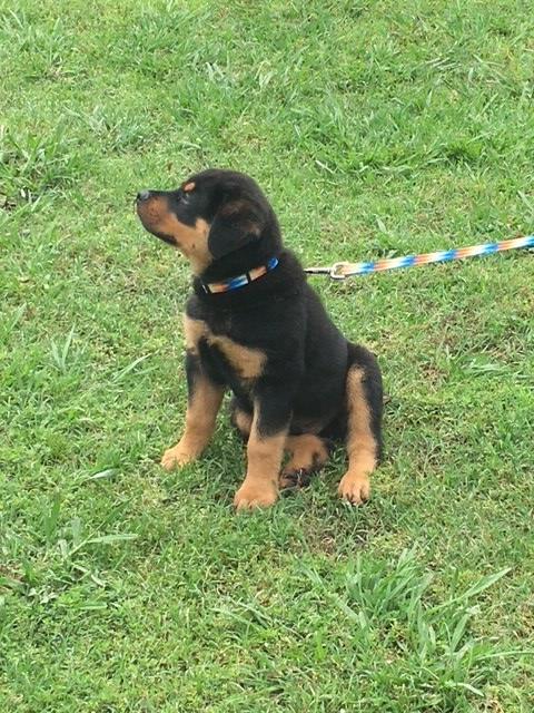 Rottweiler, Dog, Pets, Poppy