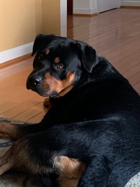 Rottweiler, Dog, Pets, Poppy